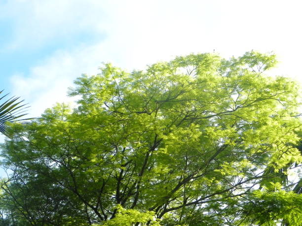 cielo blu e verde albero - treetop sky tree tree canopy foto e immagini stock