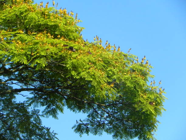 cielo blu e verde albero - treetop sky tree tree canopy foto e immagini stock