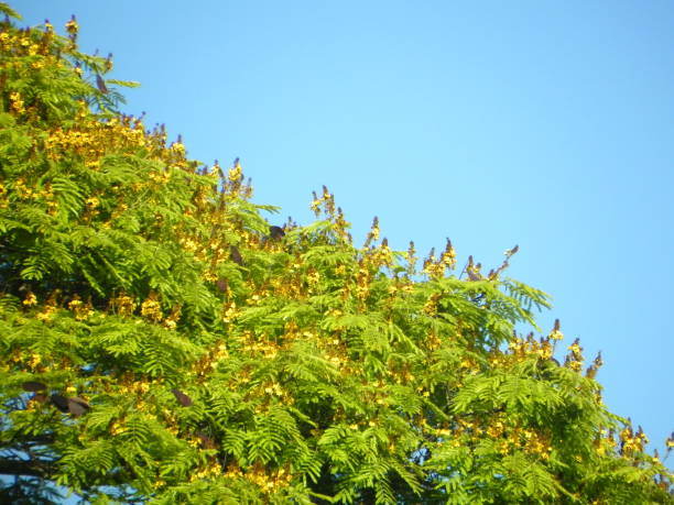 cielo blu e verde albero - treetop sky tree tree canopy foto e immagini stock
