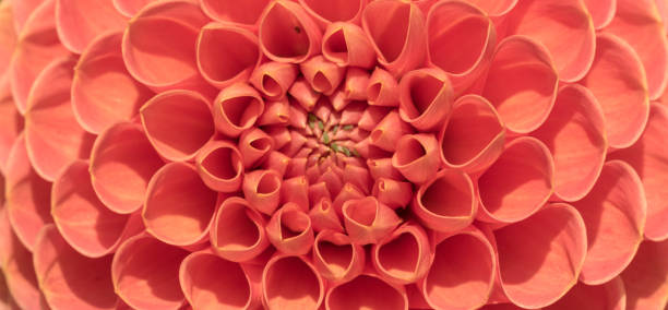 istock Closeup of crimson dahlia bloom. 856553522