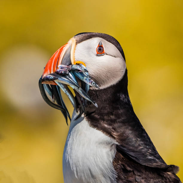 istock Mouthful - Atlantic Puffin, Staple Island 856553608