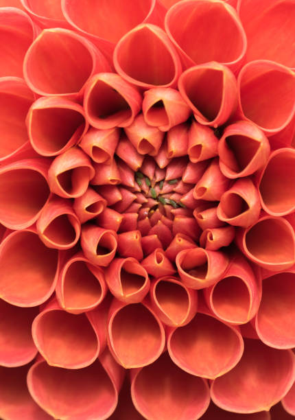 istock Closeup of crimson dahlia bloom. 856553734