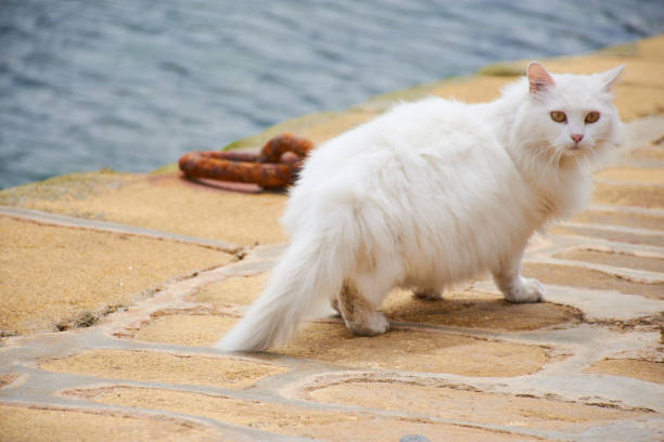 istock Thick white Persian cat by the sea 856556112