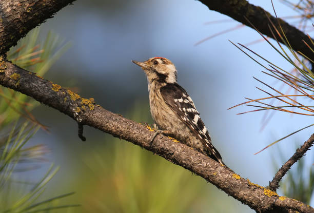 istock Lesser spotted woodpecker male 856556508