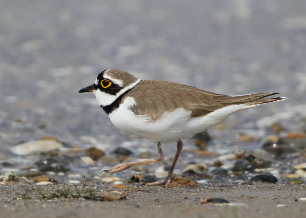 istock A male of ringed plover close up 856556688