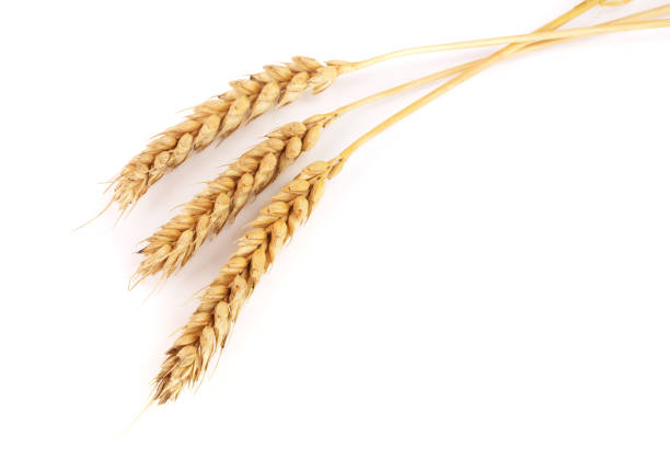istock three ears of wheat isolated on white background. Top view 856559956
