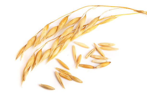 istock two oat spike with grains isolated on white background 856560268