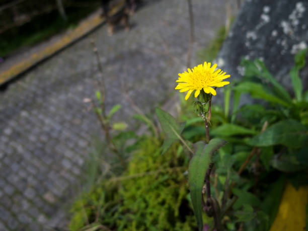 Yellow flower stock photo