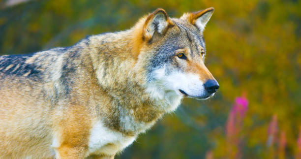 istock Large male grey wolf in the autumn colored forest 856575452