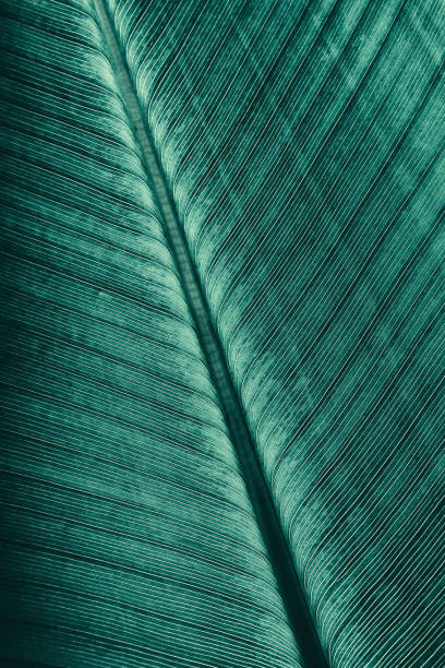 istock dark green foliage nature background 856579072
