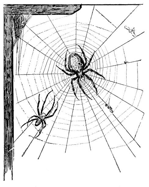 illustrations, cliparts, dessins animés et icônes de araneus diadematus (épeire diadème, diadème araignée, araignée croisée ou tisserand orb couronné) - cross spider