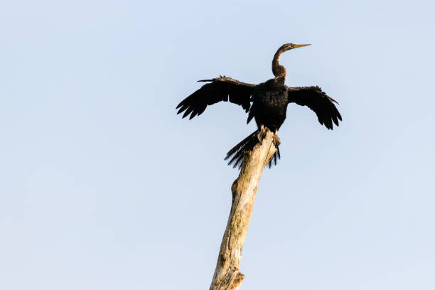 istock Indian Cormorant in Kerala backwater 856579588