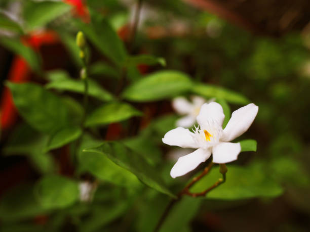 istock Thai local white Phut Pitchaya (Inda) flower, close up individual 856581966