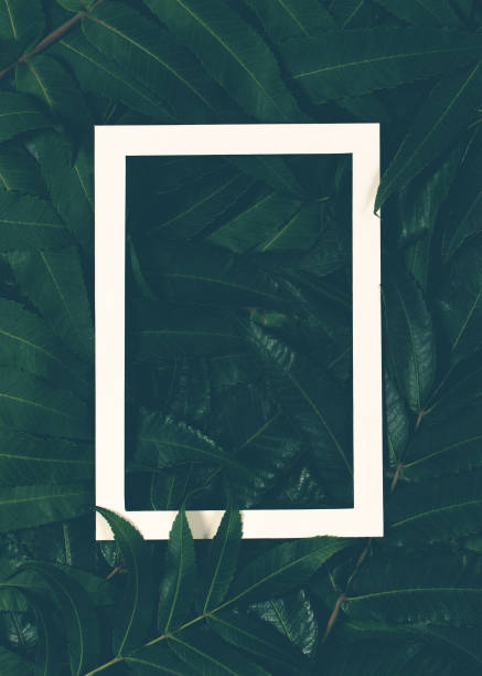 istock Creative layout made of green leaves with white frame. Top view, flat lay. 856582388