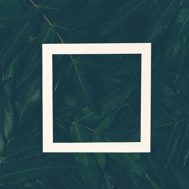istock Creative layout made of green leaves with white frame. Top view, flat lay. 856582454