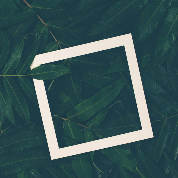 istock Creative layout made of green leaves with white frame. Top view, flat lay. 856582518