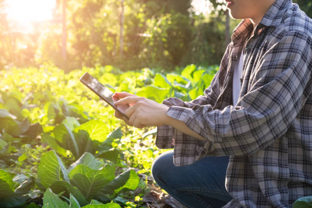 Agronomist using tablet computer on agriculture field and examining before harvesting. agriculture technology concept. Agronomist using tablet computer on agriculture field and examining before harvesting. agriculture technology concept. apply fertilizer stock pictures, royalty-free photos & images