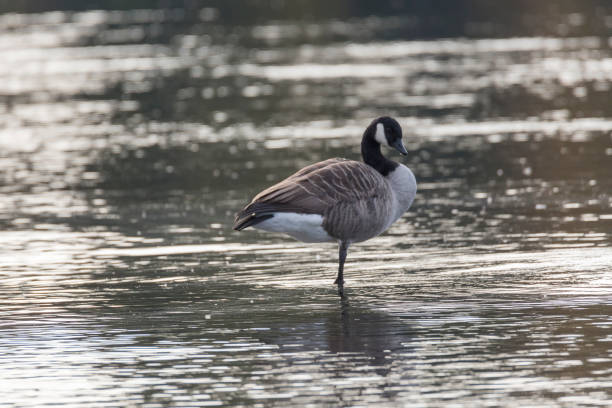 istock Canada Goose Standing on One Leg in Water 856586080