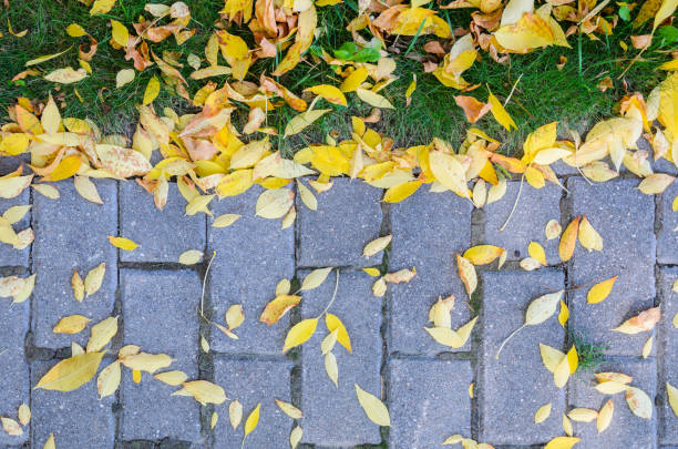 istock Autumn Fallen Leaves on the Pavement and Lawn 856589540