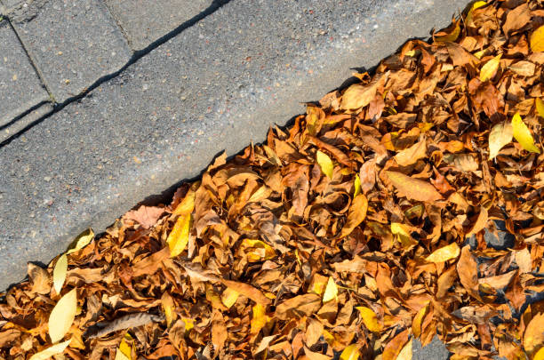 istock Autumn Fallen Leaves on the Pavement. 856589656