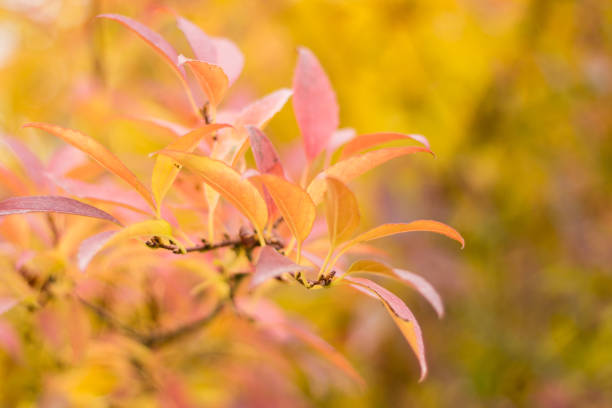 Bright yellow and red leaves on autumn plant