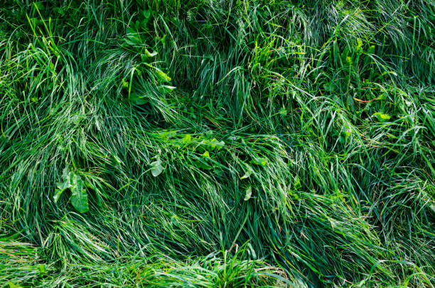 istock Long green grass in summer season 856592472