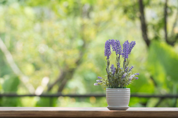 istock Indoor plant on wooden table 856593436