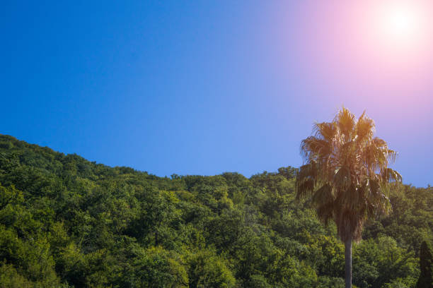belo pôr do sol tropical com palmeiras na praia - sunset beach flash - fotografias e filmes do acervo