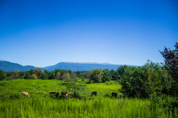 istock A beautiful mountain landscape with cows and trees 856594254