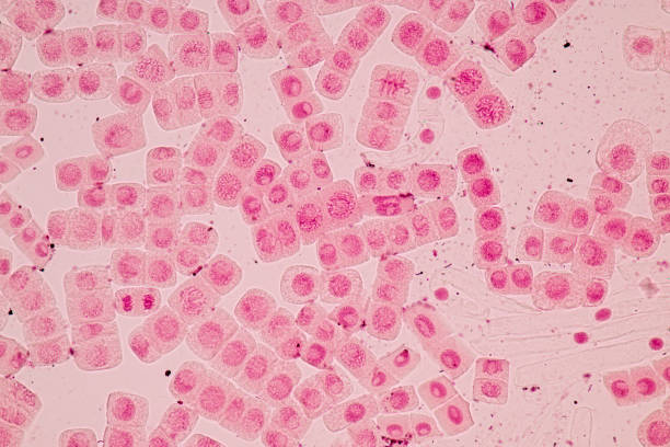 istock Root tip of Onion and Mitosis cell in the Root tip of Onion under a microscope. 856596472