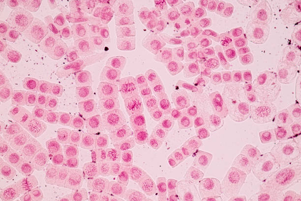 istock Root tip of Onion and Mitosis cell in the Root tip of Onion under a microscope. 856596474