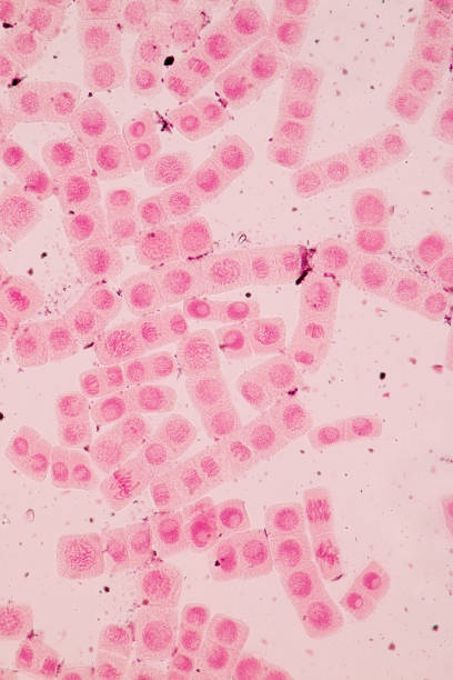 istock Root tip of Onion and Mitosis cell in the Root tip of Onion under a microscope. 856596482
