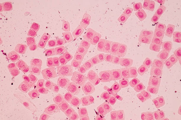 istock Root tip of Onion and Mitosis cell in the Root tip of Onion under a microscope. 856596500