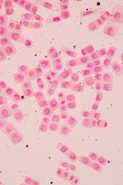 istock Root tip of Onion and Mitosis cell in the Root tip of Onion under a microscope. 856596502