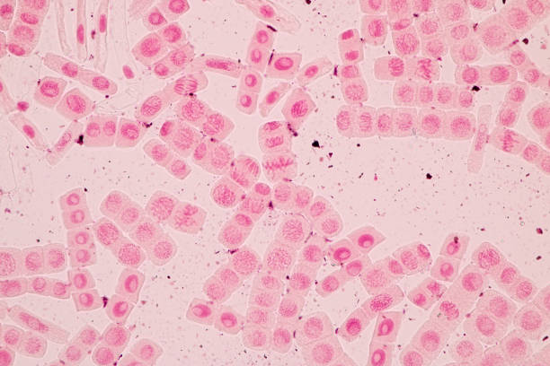 korzeń końcówki komórki cebuli i mitozy w końcówce korzenia cebuli pod mikroskopem. - interphase zdjęcia i obrazy z banku zdjęć