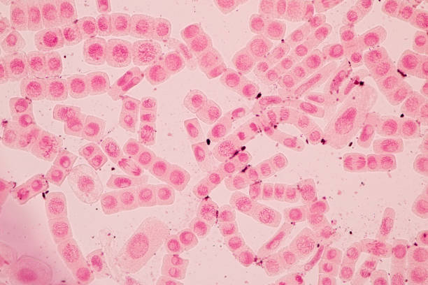 istock Root tip of Onion and Mitosis cell in the Root tip of Onion under a microscope. 856596528