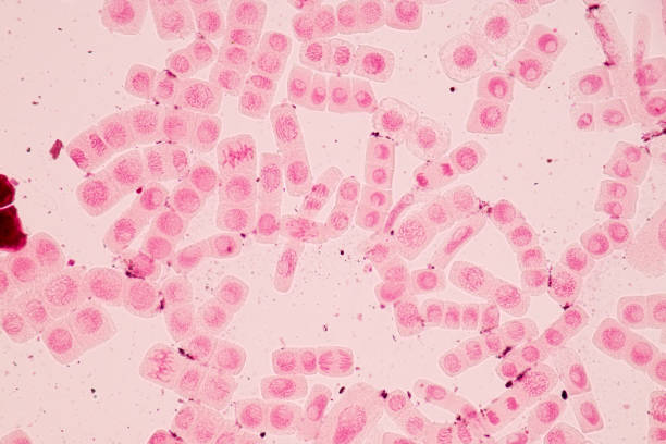 istock Root tip of Onion and Mitosis cell in the Root tip of Onion under a microscope. 856596544