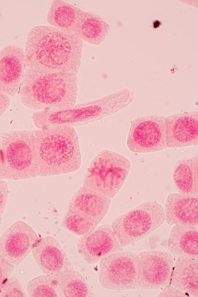 istock Root tip of Onion and Mitosis cell in the Root tip of Onion under a microscope. 856596554