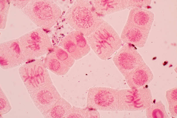 istock Root tip of Onion and Mitosis cell in the Root tip of Onion under a microscope. 856596582