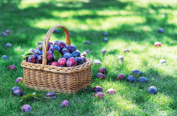 Plum harvest. Plums in the basket on the green grass.