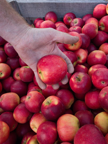 istock A farm workers dirt covered hand shows a fresh hand-picked Apple 856600988