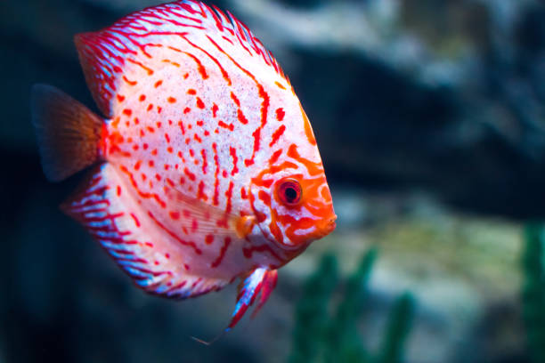 istock Baby discus fish swimming in freshwater. 856604816