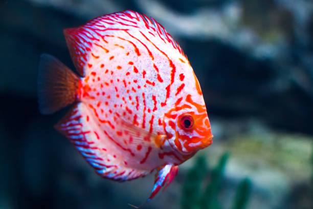 istock Baby discus fish swimming in freshwater. 856604894