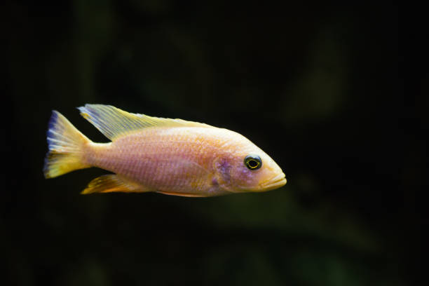 istock African Malawi Cichlid swims under the water in an aquarium 856604928