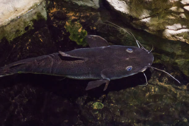 istock Beautiful blue-eyed catfish under water view from above 856605160