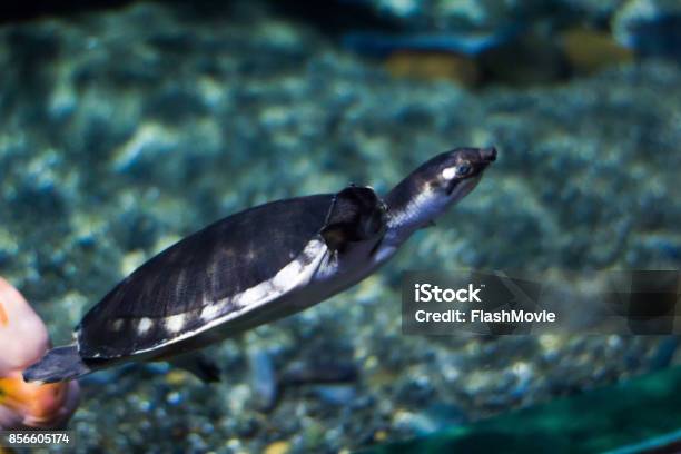 Una Bella Tartaruga Nuota In Un Acquario - Fotografie stock e altre immagini di Acqua - Acqua, Acquarium, Barriera corallina