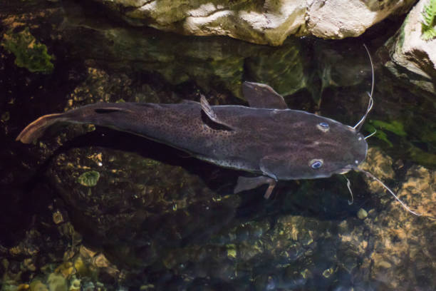 istock Beautiful blue-eyed catfish under water view from above 856605216