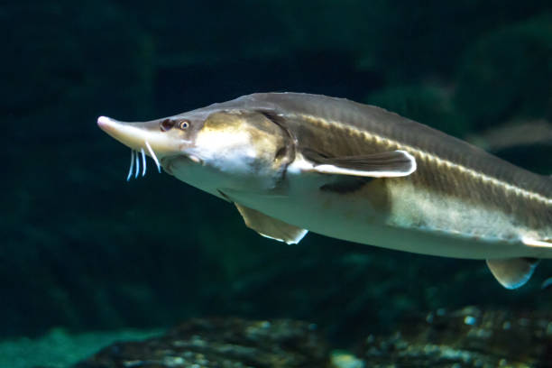 istock A large sturgeon floats under water and looks into the chamber 856605230