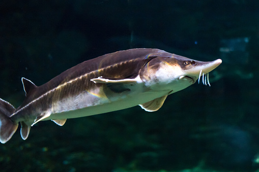 A large sturgeon floats under water and looks into the chamber