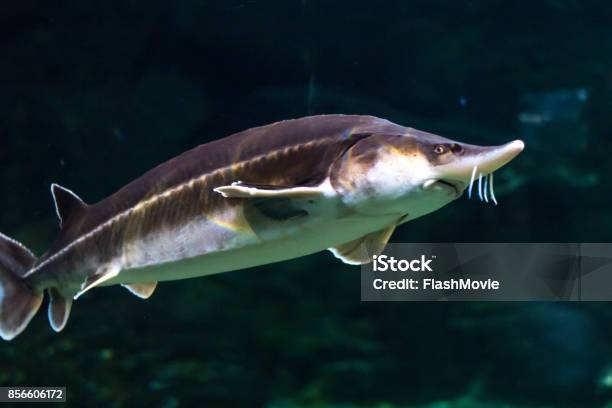 A Large Sturgeon Floats Under Water And Looks Into The Chamber Stock Photo - Download Image Now